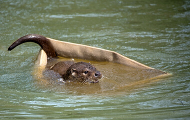cute playful otter in the water 