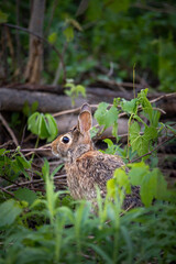 Cottontail Rabbit