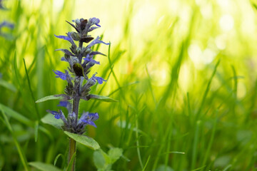 Bugle flower (Ajuga reptans) in the grass 