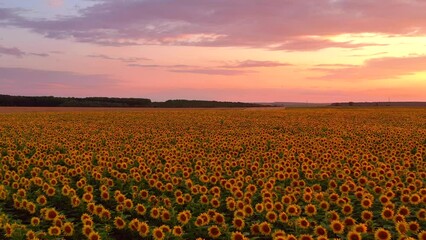Papier Peint Spectacular sunset over a sunflower field. Filmed in UHD 4k video.