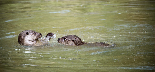Fototapeta premium cute playful otter in the water 