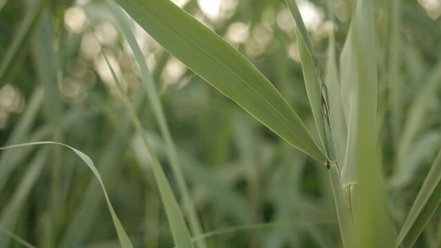 reed leaves swaying in the wind at dusk on lakeside