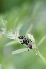 カラスノエンドウの花外蜜腺の蜜を舐めるクロオオアリ_曇天縦2