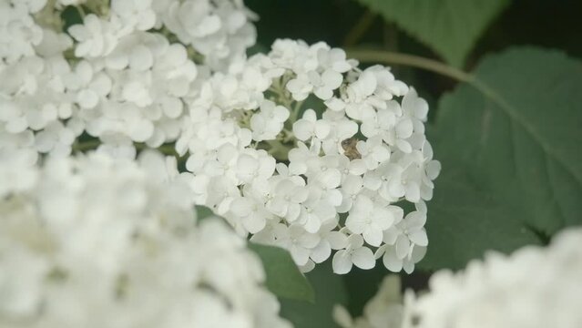 honeybee pollinating white hydrangea in a garden and flies away
