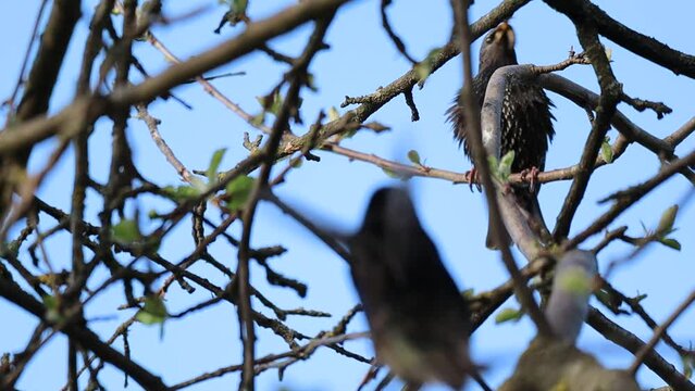 Starling with a worm in its beak. A black little bird sits on a branch of an apple tree. Video Full HD