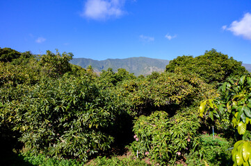 Fototapeta na wymiar Cultivation of exotic sweet mango fruits on Canary islands, Spain. Plantation with ripe mango fruits hanging on trees.