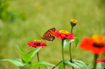 Selective focus on the Indian fritillary butterfly sitting on the common zinnia or elegant zinnia flowers in the garden. 