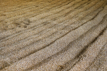 Barley grains left for germination on a malting floor in a Scottish whisky distillery. The barley...