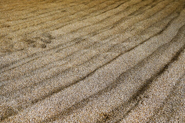 Barley grains left for germination on a malting floor in a Scottish whisky distillery. The barley...
