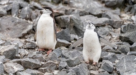 Z&uuml;gelpinguine (Pygoscelis Antartica) auf Half Moon Island / S&uuml;d-Shettland-Inseln vor der Antarktis