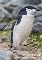 Zügelpinguine (Pygoscelis Antartica) auf Half Moon Island / Süd-Shettland-Inseln vor der Antarktis