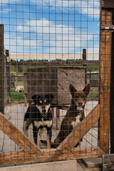 The concept of unnecessary abandoned animals. Kennel of northern sled dogs Alaskan husky in summer....