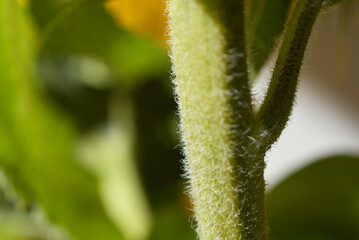 tige fleur de tournesol