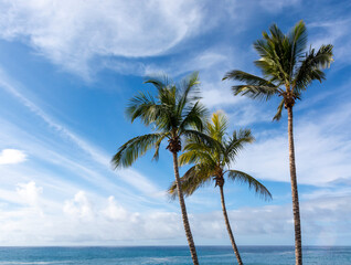 Palm trees on La Palma island before Cumbre vieja volcano eruption in 2021, sunny day, Canary islands, Spain