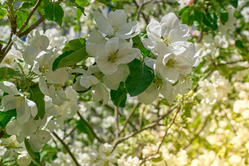 Apple tree white flowers.