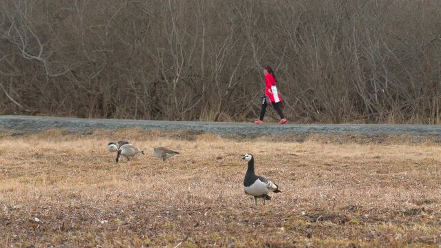 bird barnacle goose alerted in field people walking background