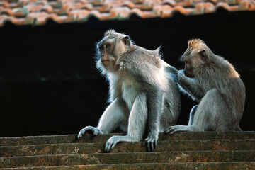 Naklejka premium Two monkeys in Forest Sanctuary Ubud Bali Indonesia