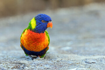 small colorful parrot 