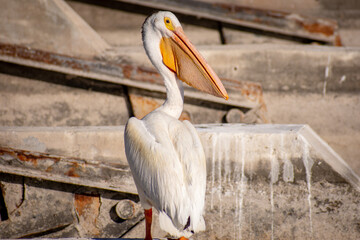 Pelican resting on dam