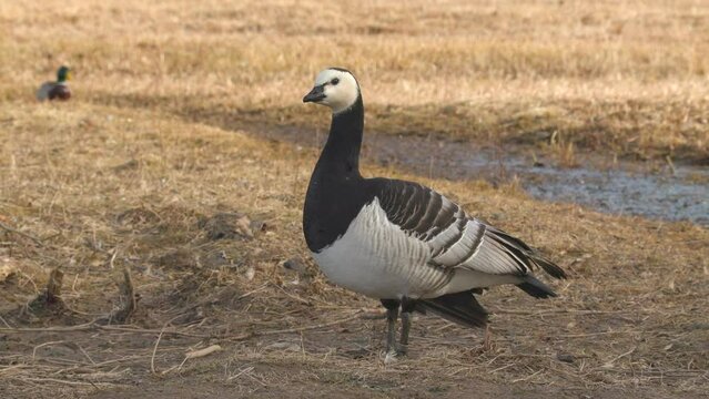 bird barnacle goose in field calling distant mallards side view ambient sound