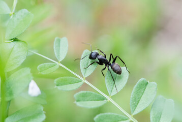 カラスノエンドウの上を歩き回るクロオオアリ_曇天横1