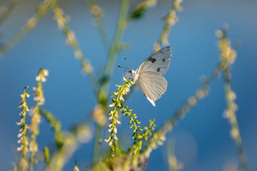 White butterfly on a flower