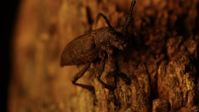 beetle sits on a stump in the evening