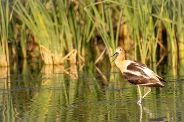 Shorebird in water