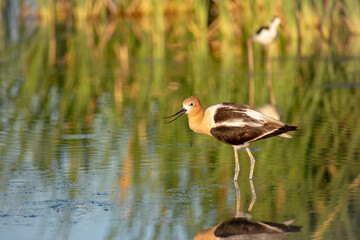 Shorebird in water