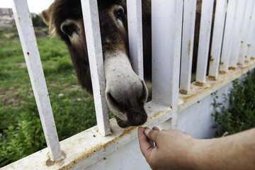 Donkey eating bread