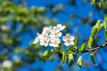 Blooming branches of a pear tree against a blue sky background close-up.. A spring tree blooms with white petals in a garden or park