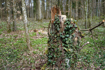 Bewachsener Baumstumpf im Wald