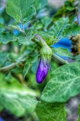 eggplant on the tree