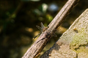 dragonfly on a branch