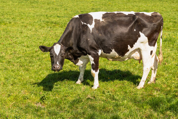 Holstein Friesian (black and white) cow in the meadow.