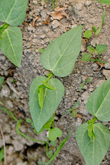 closeup the bunch ripe green soybean plants with leaves growing in the farm in row soft focus natural green brown background.