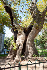 Old tree. Old cracked tree with a big hollow. An ancient plant.