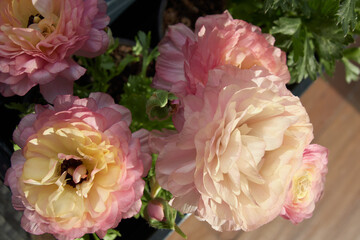 flowering ranunculus