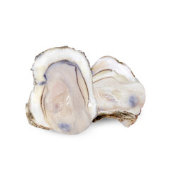 Oyster isolated on white background
