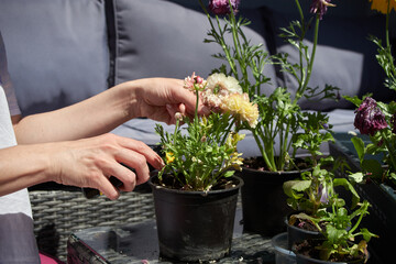 Plant care, watering, pruning. Growing balcony flowers. Garden work