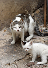 Fototapeta premium Homeless cat close up photo. Shelter animals concept. 