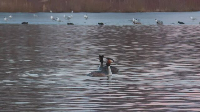 great crested grebe bird animal mate ritual at lake calm early morning bird sanctuary ostensjovannet oslo norway