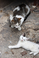 Homeless cat close up photo. Shelter animals concept. 