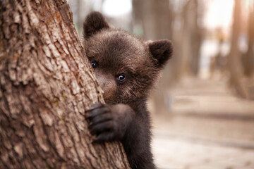 A very cute little brown bear peeks out from behind a tree.