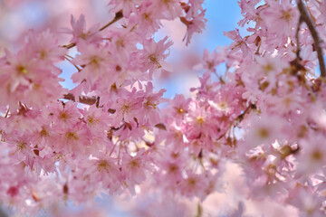 sakura tree branches
