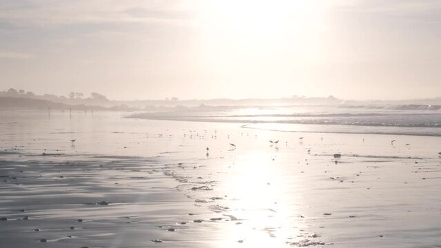 Ocean waves, many quick sandpiper birds, small sand piper plover shorebirds flock, Monterey beach wildlife, California coast sunset, USA. Sea water tide, littoral sand. Tiny fast young baby avian run.