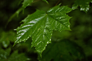 Liście, deszcz, krople wody niezwykłe i zielone, piękna roślinność.