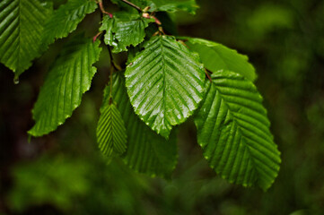 Liście, deszcz, krople wody niezwykłe i zielone, piękna roślinność. © gkjohn