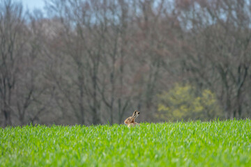 wild brown hare sitting in the grass in a meadow animal with long ears with distinctive black tips