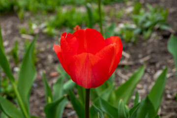 close up of a beautiful bright red tulip